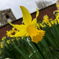 Make a difference with daffodils